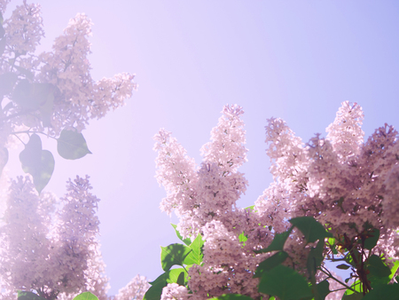 Beautiful dense inflorescences of purple lilacs grow on a bush in the park. Crown of lilac bushes on a sunny bright spring day.の写真素材