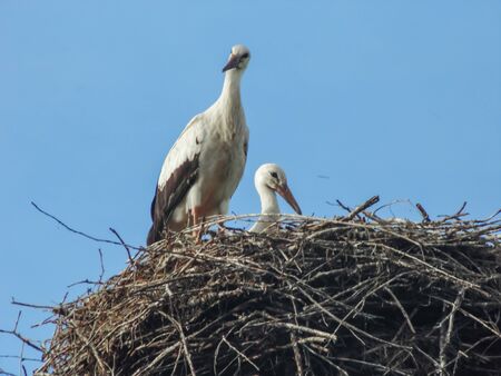Bottom view of a white stork in a nest on a pillar. An adult stork guards his family, his cubs, his...