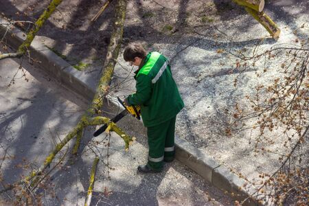 Workers in urban landscaping carry out work on cutting dangerous branches of a tree. The master cuts...