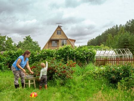 A woman in blue with her young son picks ripe red currants from a bush in a bowl on a stool in her garden.の写真素材