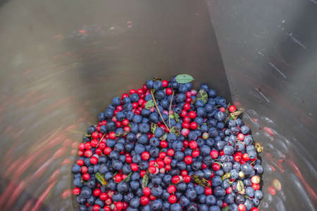 Blue and red blueberries and lingonberries collected in a gray bucket. A container with the harvested harvest of bright forest berries.の写真素材