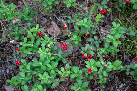 A bush of bright red lingonberries with medicinal properties. Ripe lingonberry berries on the...