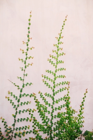 The Green Creeper Plant on wall verticalの写真素材