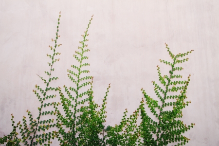 The Green Creeper Plant on wall horizontalの写真素材