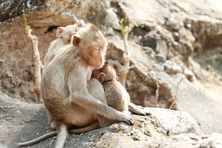 two monkeys sitting on a stone in autumnの写真素材