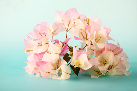 vintage bougainvilleas flowersの写真素材