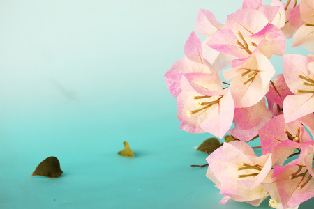 vintage bougainvilleas flowersの写真素材