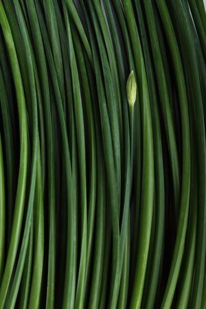 green chinese chive,garlic-flavoured blossom, align in pattern backgroundの写真素材