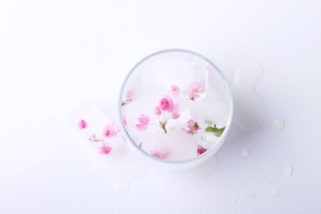 Fresh pink flower frozen in ice cubes isolated on white background. Fresh for summer drinksの写真素材