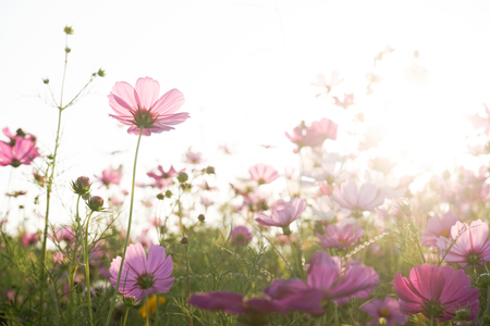 Cosmos flowers blooming in the garden under sunlightの写真素材