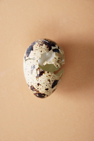 eggshell on color backgroundの写真素材