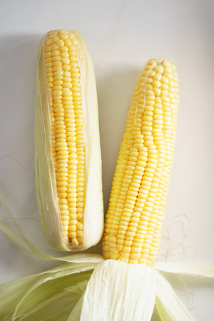 fresh sweetcorn on white background, top viewの写真素材