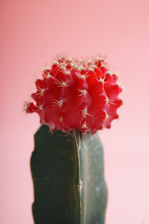 cactus with red and green color on pink background
の写真素材