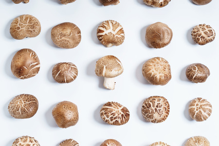 brown mushroom, vegetables in a row, on white backgroundの写真素材