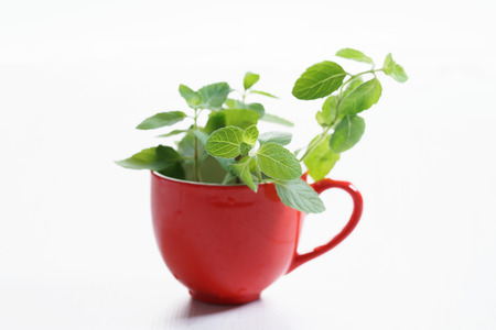 fresh mint leaf in red cupの写真素材