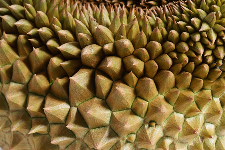 durian, tropical fruit with thorn, on white wooden backgroundの写真素材