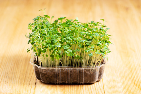 Growing arugula microgreen in tray on wooden backgroundの写真素材