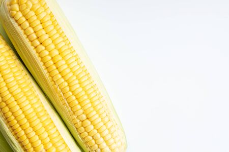 fresh sweet corns, yellow corns, on white background with copy spaceの写真素材
