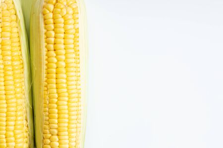 fresh sweet corns, yellow corns, on white background with copy space