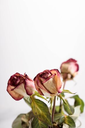 dried rose flowers on white backgroundの写真素材