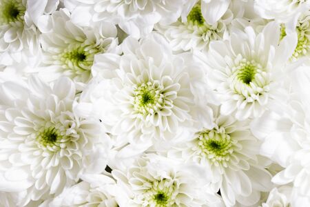 bunch of white flowers, chrysanthemum, closeupの写真素材