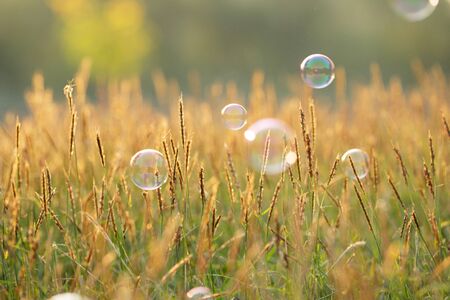soap bubbles floating on green grass backgroundの写真素材