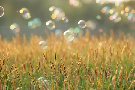 soap bubbles floating on green grass backgroundの写真素材