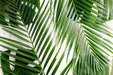 Tropical leaves monstera on a wooden table background. Top view. Minimal summer background.の写真素材