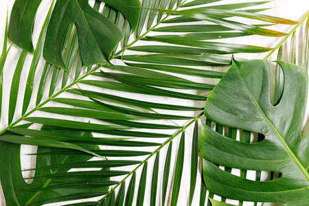 Tropical leaves monstera on a wooden table background. Top view. Minimal summer background.の写真素材