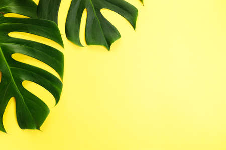Tropical leaves monstera on yellow color background. Top view with copy space. Minimal summer background.の写真素材