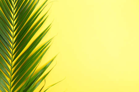 Tropical green leaf on yellow color background. Top view with copy space. Minimal summer background.の写真素材