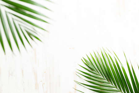 Tropical leaves monstera on a wooden table background. Top view with copy space. Minimal summer background.の写真素材