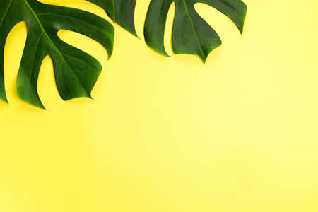 Tropical leaves monstera on yellow color background. Top view with copy space. Minimal summer background.の写真素材