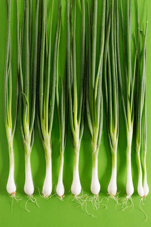 freshness spring green onions on green paper backgroundの写真素材