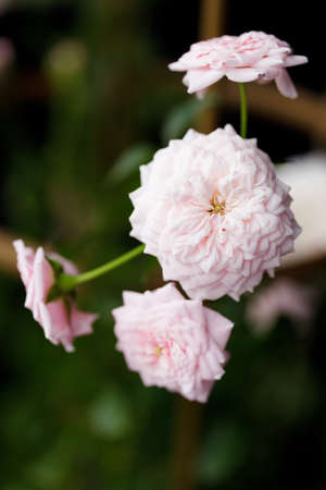 Pink roses blossom on green blurred background, close upの写真素材