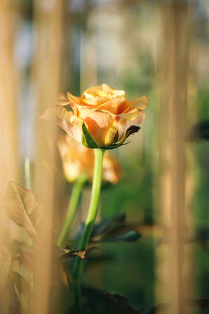 yellow color roses blossom on green blurred background, close upの写真素材