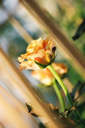 yellow color roses blossom on green blurred background, close upの写真素材