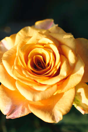 yellow color roses blossom on green blurred background, close upの写真素材