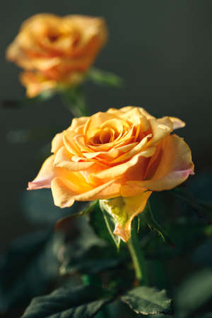 yellow color roses blossom on green blurred background, close upの写真素材