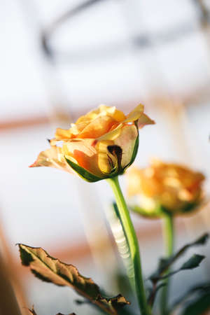 yellow color roses blossom on green blurred background, close upの写真素材