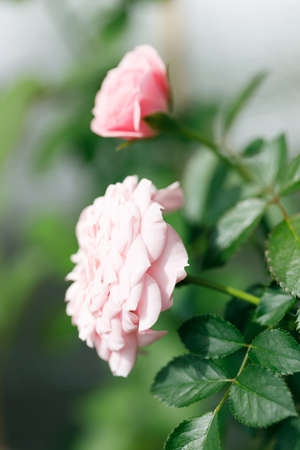 Pink roses blossom on green blurred background, close upの写真素材