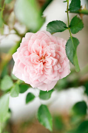Pink roses blossom on green blurred background, close upの写真素材