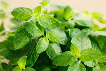 Fresh green mint leaves on wooden table. closeup.の写真素材