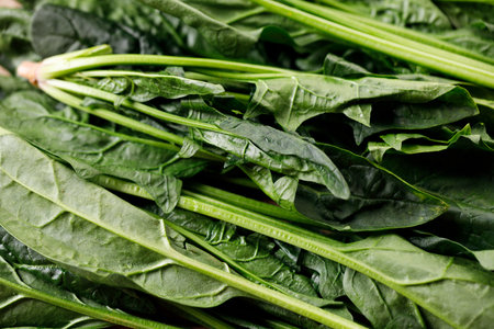 Spinach leaves. Spinach background full image. Closeup.