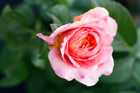 Beautiful coral pink roses under sunlight in rose garden. Floral natural background with rose flower. Selective focus.の写真素材