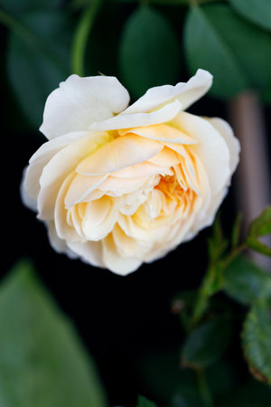 A bright yellow rose under sunlight in rose garden. Floral natural background with rose flower. Selective focus.の写真素材