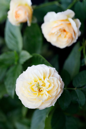 A bright yellow rose under sunlight in rose garden. Floral natural background with rose flower. Selective focus.の写真素材