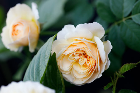 A bright yellow rose under sunlight in rose garden. Floral natural background with rose flower. Selective focus.の写真素材