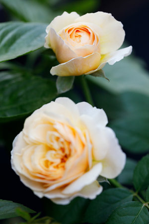 A bright yellow rose under sunlight in rose garden. Floral natural background with rose flower. Selective focus.の写真素材