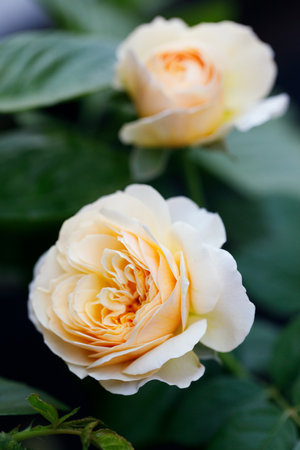 A bright yellow rose under sunlight in rose garden. Floral natural background with rose flower. Selective focus.の写真素材